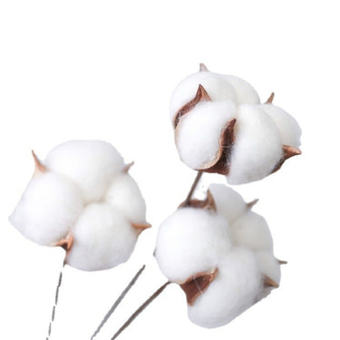 Cotton Flower - 10 Stalk