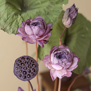 Dried Lotus Set