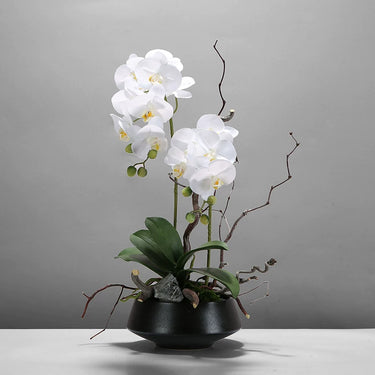 Orchidea