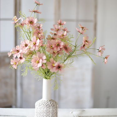 Garden Cosmos