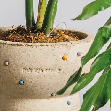 Plant Pot