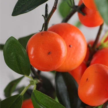 Persimmon & Tangerine Branches