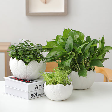 Succulent Pot