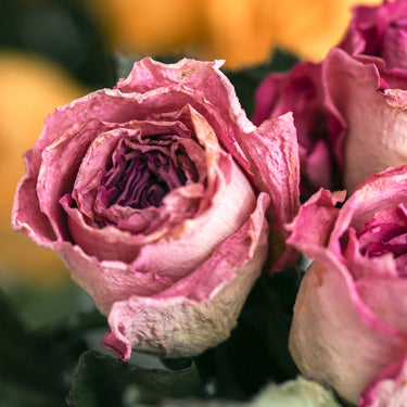 Natural Dried Rose